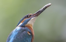 IJsvogel - Blaricum