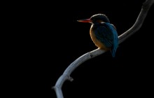 IJsvogel - Blaricum