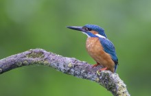 IJsvogel - Blaricum