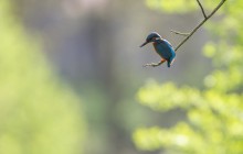 IJsvogel - Blaricum