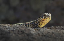 Tyrrhenian Wall Lizard