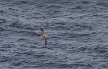 Cory's shearwater / Kuhl's pijlstormvogel