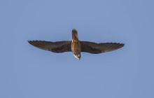 Eleonora falcon / Eleonora valk