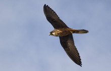 Eleonora falcon / Eleonora valk