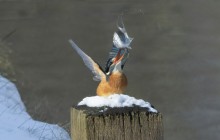 IJsvogel - Huizen