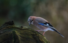 Eurasian jay - Gaai