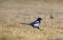 Eurasian magpie -  Ekster