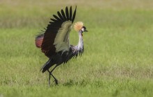 Crested crane / kroonkraanvogel