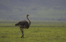 Ostriche / Struisvogel