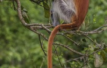 Zanzibar red colobus