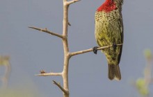 Roodborst Honingzuiger / Scarlet chested Sunbird