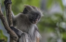 Zanzibar red colobus