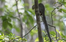 Eekhoorn / Squirrel