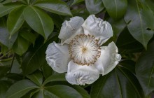 Baobab flower