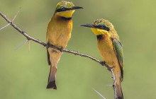 Little Bee-eater / Kleine Bijeneter