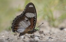 male Hypolymnas missus / Diadem butterfly