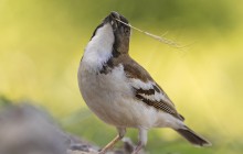 White-browed Sparrow-weaver Mahali Wever