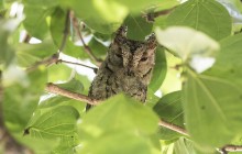 African scops owl - Afrikaanse dwergooruil