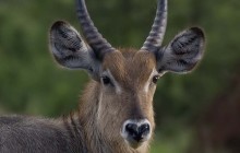 Waterbuck / Waterbok