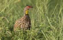 Yellow-necked spurfowl - Geelkeelfrancolijn