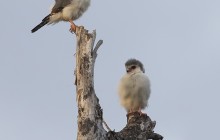 African pygmy falcon - Afrikaanse dwergvalk - Grey woodpecker - Grijsgroene specht