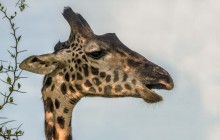 Giraffe