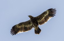 Steppenarend / Tawny eagle