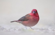 Red billed firefinch