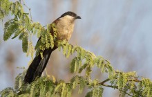 Senegal coucal