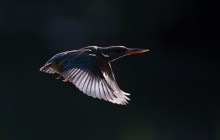 kingfisher in flight